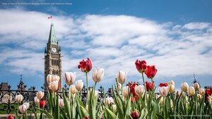 Tulips in front of the Parliament Buildings during the Tulip Festival in Ottawa