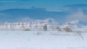 Snowy owl near the Canadian Rockies