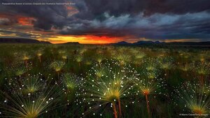 Paepalanthus flowers at sunset, Chapada dos Veadeiros National Park, Brazil