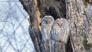 Pair of Ural owls in Hokkaido, Japan