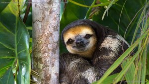 Pale-throated sloth perched in a tree on Sloth Island, near Bartica on the Essequibo River, Guyana