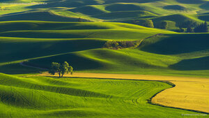 Colinas onduladas de Palouse, Washington, EUA