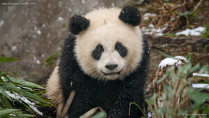 Baby giant panda in the snow, China