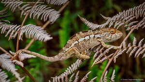 Panther chameleon in Amber Mountain National Park, Madagascar