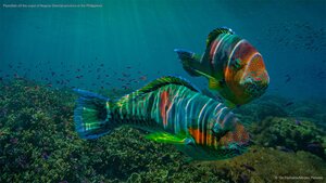 Parrotfish off the coast of Negros Oriental province in the Philippines