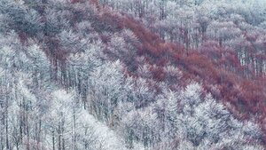 Partly snow-covered slope in Val Cervara, an old-growth beech forest, Abruzzo, Italy
