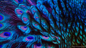 Peacock feathers