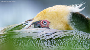 Brown pelican, San Diego, California