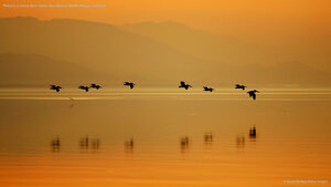 Pelicans at Sonny Bono Salton Sea National Wildlife Refuge, California