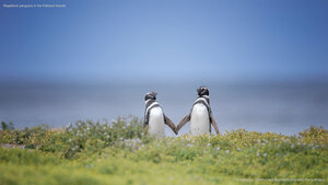 Magellanic penguins in the Falkland Islands