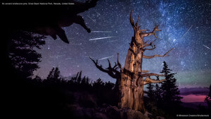 An ancient bristlecone pine, Great Basin National Park, Nevada, United States