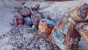 Petrified wood in the Petrified Forest National Park, Arizona