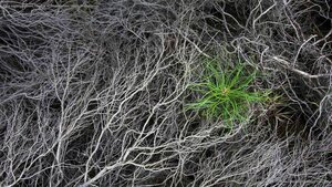 Pine sapling in burnt heather at Strabrechtse Heide, Netherlands