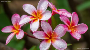 Plumeria flowers, Hawaii