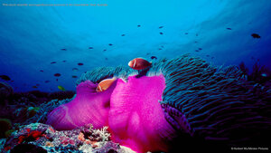 Pink skunk clownfish and magnificent sea anemone in the Great Barrier Reef, Australia