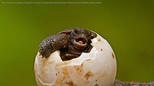 Pinzon Island tortoise hatchling emerging from its egg at the Charles Darwin Research Station on Santa Cruz Island, Galápagos Islands, Ecuador