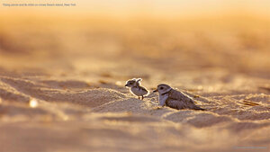 Piping plover and its chick on Jones Beach Island, New York
