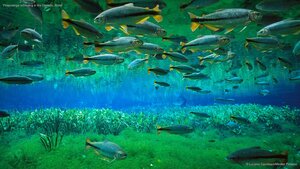 Piraputanga schooling in the Cerrado, Brazil