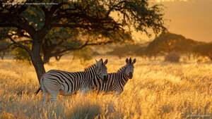 Plains zebras at sunrise, Mokala National Park, South Africa