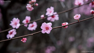 Plum blossoms in China