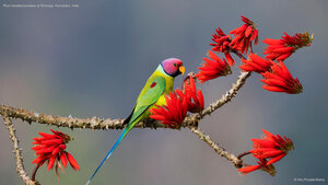 Plum-headed parakeet at Shimoga, Karnataka, India