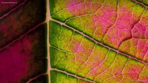 Poinsettia leaf close-up