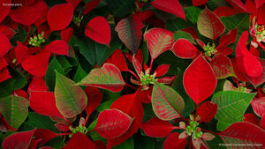 Poinsettia plants