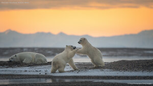 Polar bear cubs playing, Kaktovik, Alaska