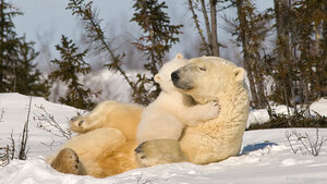 Polar bear mom and cub, Churchill, Manitoba, Canada