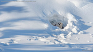 Polar bear cubs looking out of their den in Wapusk National Park, Manitoba, Canada