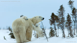 Polar bear mother and cubs, Churchill, Manitoba, Canada