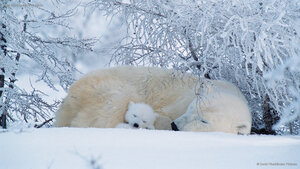 Polar bears asleep in Canada
