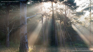 Scots pine forest, Ashdown Forest, England