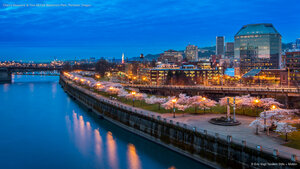 Cherry blossoms at Tom McCall Waterfront Park, Portland, Oregon