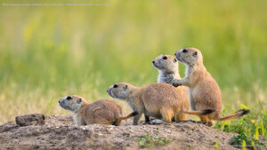 Black-tailed prairie dogs at Roberts Prairie Dog Town, Badlands National Park, South Dakota