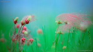 Prairie smoke blossoms
