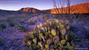 Prickly pear cactus, Big Bend National Park, Texas
