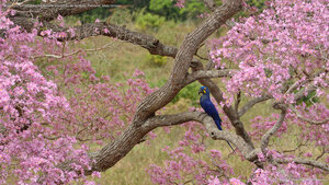 Arara-azul em um ipê-rosa durante a estação de floração, Pantanal, Mato Grosso