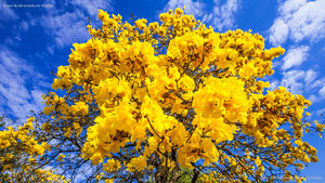 Árvore de ipê-amarelo em floração