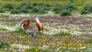 Avutarda común caminando por el prado, Extremadura, España