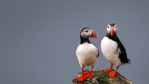 Puffins