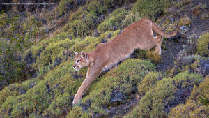 Puma in Torres del Paine National Park, Patagonia, Chile