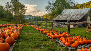 Pumpkin farm in North Carolina