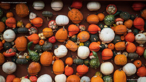 Different kinds of pumpkins and gourds