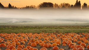 Pumpkin field, Victoria, British Columbia, Canada
