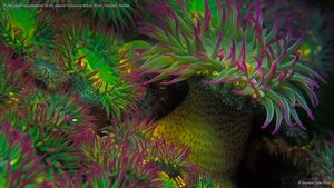 Purple-tipped sea anemones off the coast of Vancouver Island, British Columbia, Canada