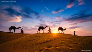 Camels at Jaisalmer, Rajasthan, India