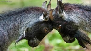 Pygmy goats butting heads