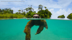 Pygmy three-toed sloth swimming near Isla Escudo de Veraguas, Panama