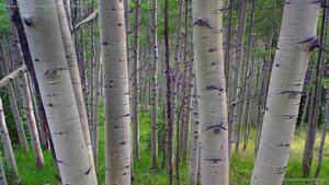 Quaking aspens in Gunnison National Forest, Colorado